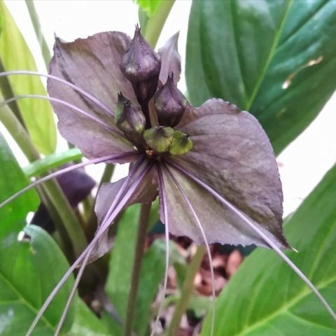 Tanaman Hias Langka Bunga Kelelawar Hitam Black Bat