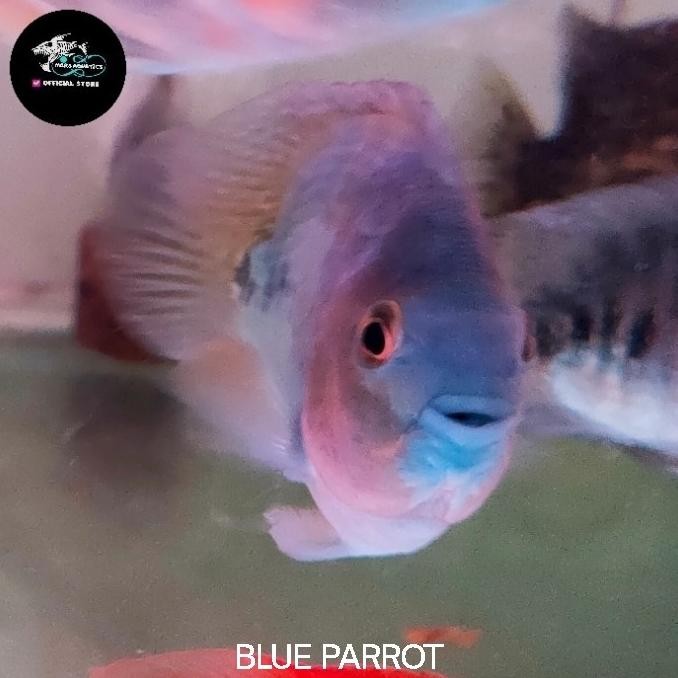 NEW IKAN BLUE PARROT CICHLID TANKMATE