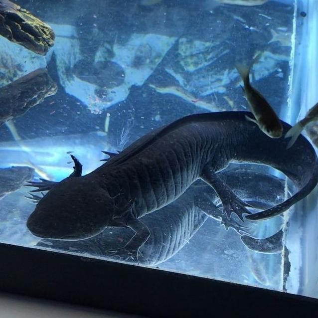 NEW IKAN HIAS AXOLOTL BLACK SALAMANDER