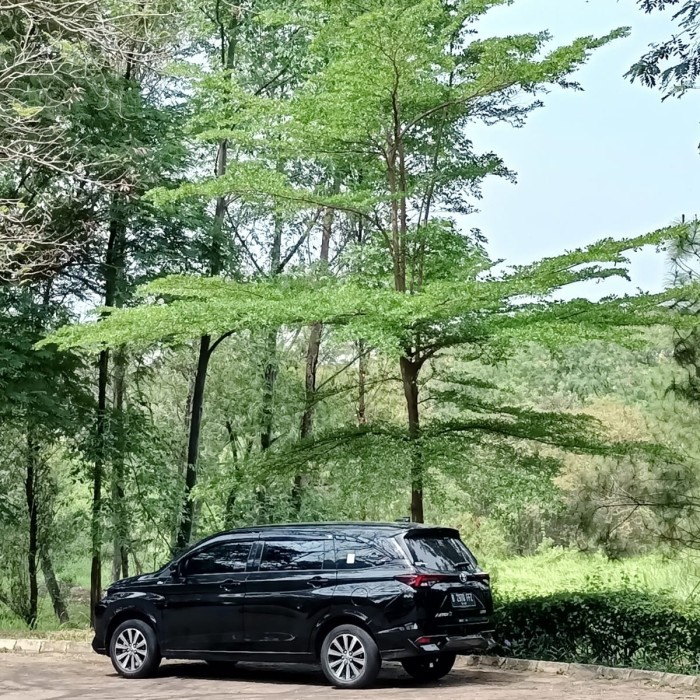 pohon ketapang kencana, tanaman hias pohon Ketapang kencana