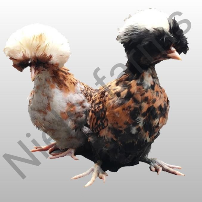 Ayam poland sepasang Jambul 3 warna