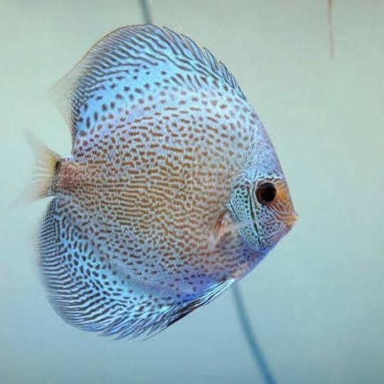 

BLUE- IKAN HIAS DISCUS BLUE SHAKURA