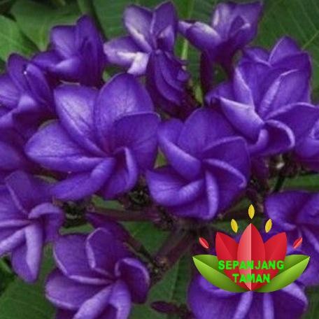 

BLUE- TANAMAN HIAS KAMBOJA PLUMERIA JEPUN BLUE DIANA TINGGI 1 METER/PLUMERIA