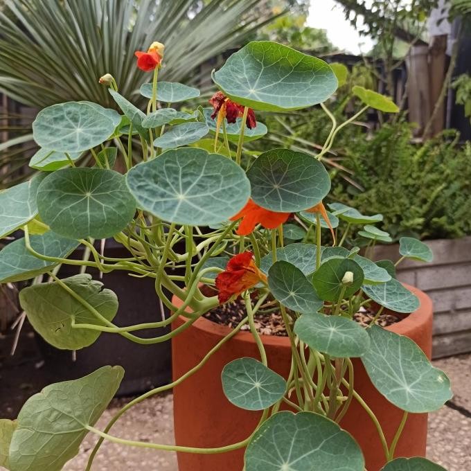 

Nasturtium - Edible Flower COD