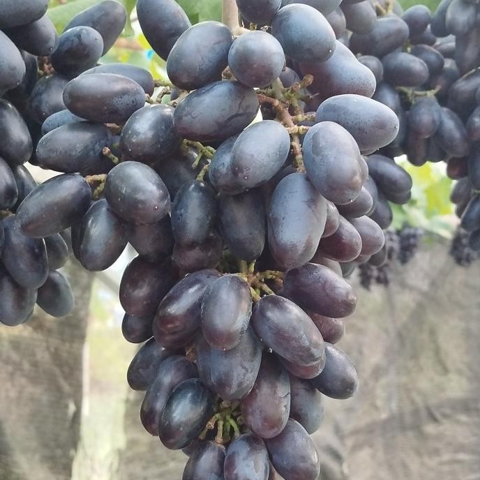 

Bibit Anggur Import Gozv ( Khusus Pulau Jawa ) COD