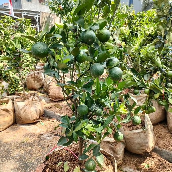 

Tanaman jeruk Santang madu COD