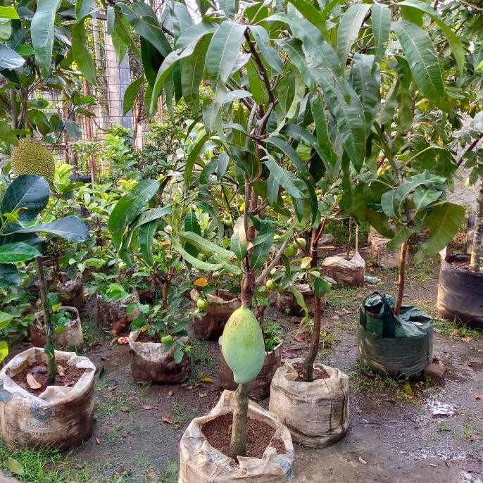 

Mangga kiyojai , mangga mahatir , rambutan COD