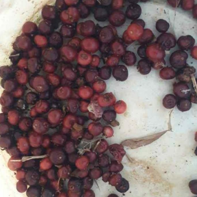 

Buah salam Kering jatuh dari pohon untuk bibit isi 400 biji buah salam kering COD