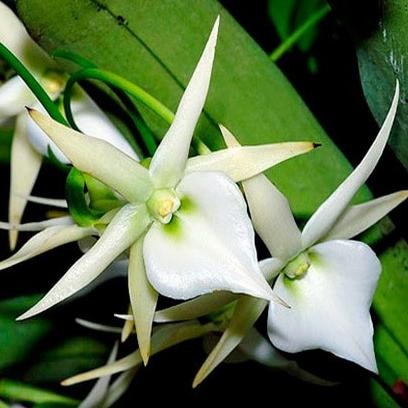 

Angraecum sesquipedale COD