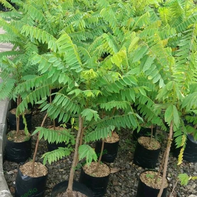 

PROMO BELIMBING WULUH UKURAN 1 METER LEBIH ISI 2 POHON SESUAI GAMBAR COD