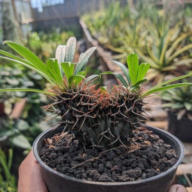 

Pachypodium lamerei cristata COD