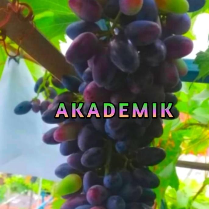 

(AKADEMIK) BIBIT ANGGUR IMPORT PAK SUPRIANTO COD
