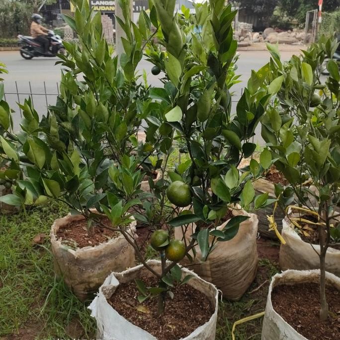 

Tanaman buah jeruk Siam madu/sudah berbuah COD