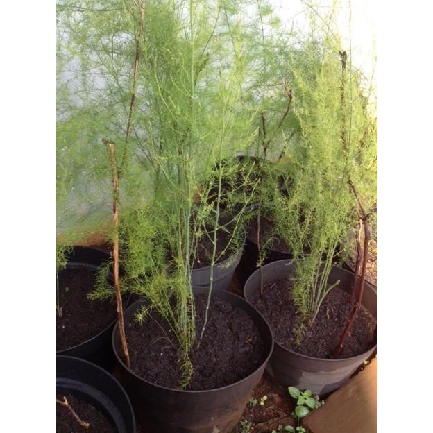 

Asparagus Tanaman Varietas UC800-USA - Usia 6 COD