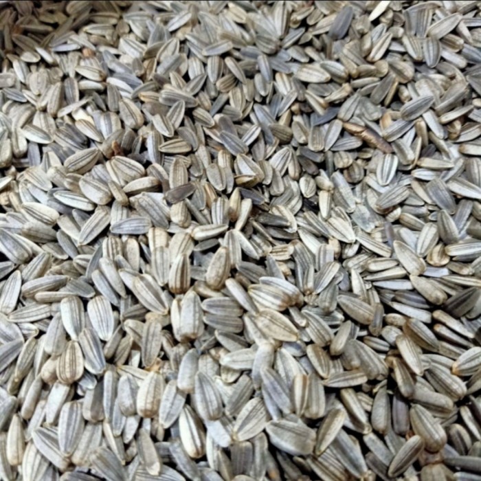 

Kuaci Hitam - Kwaci Hitam - Makanan Burung