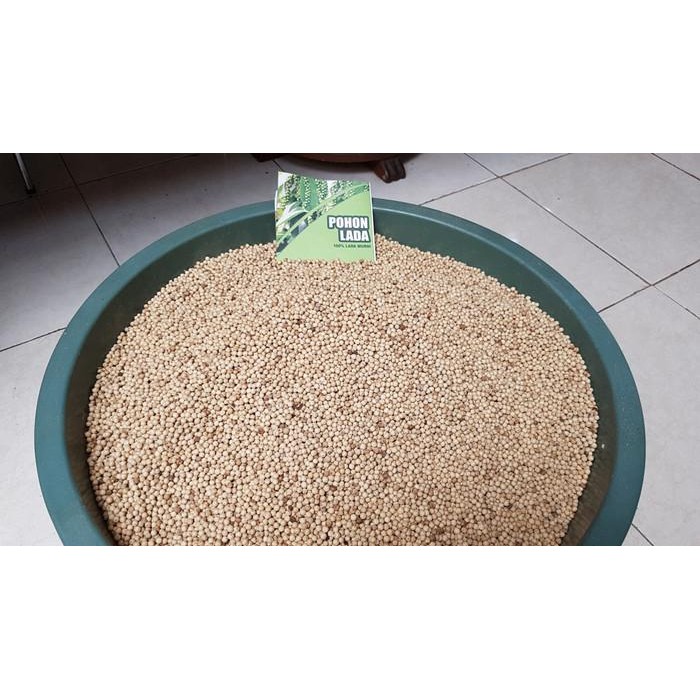 

Lada Putih Bangka Premium Bangka 1Kg Butiran