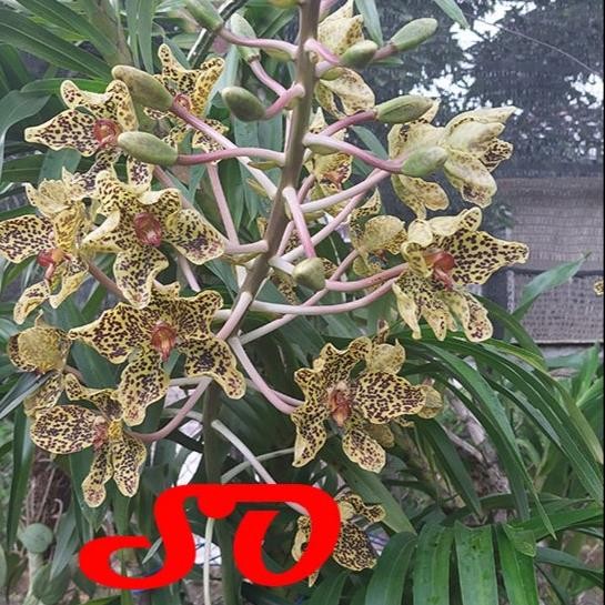Miliki Grammatophyllum Speciosum Var. Papua