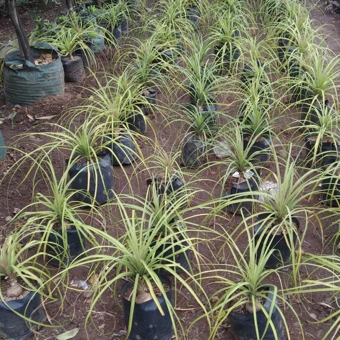 Terjangkau Tanaman Nolina Ponytail Palm