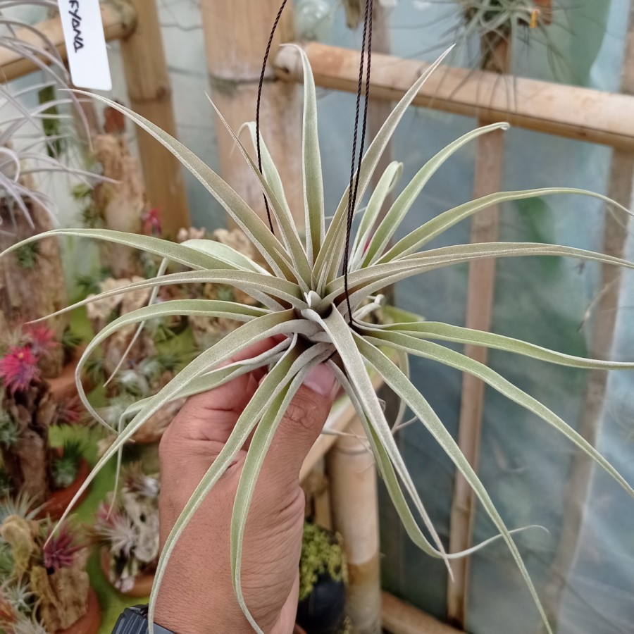 Tillandsia Capitata Peach Air Plant