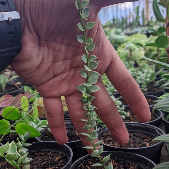 Hoya Dischidia Ruscifolia 'Million Hearts' - Tanaman Hias