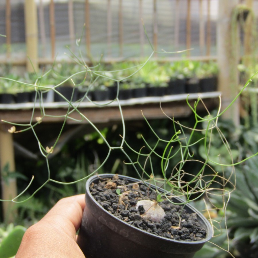 Drimia intricata caudex tanaman hias