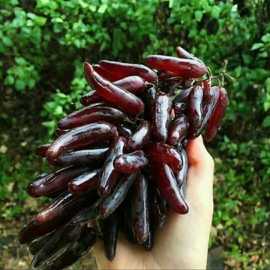 Bibit Buah Anggur Import Manicure Finger Grafting Genjah Jari-Jari