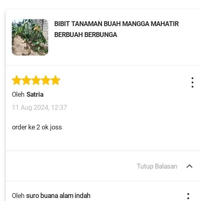 BIBIT TANAMAN BUAH MANGGA MAHATIR BERBUAH BERBUNGA
