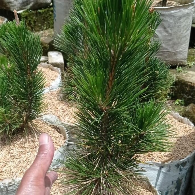 Bibit Japanese Black Pine/ Pinus Thunbergii/ Pinus Hitam/ Blackpine