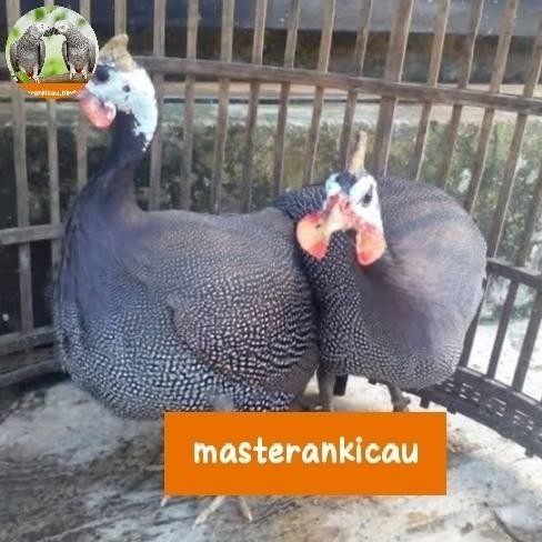 ayam mutiara sepasang produksi mewah termurah