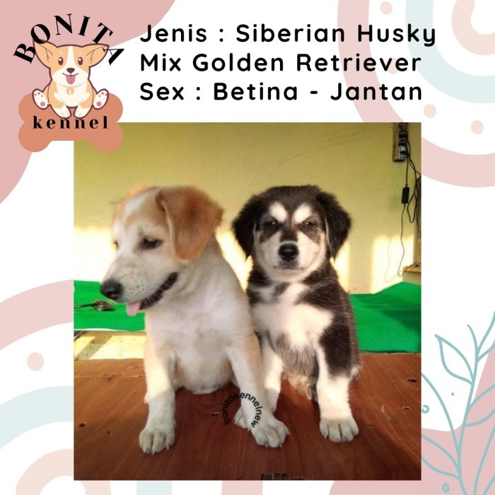 KIRIM HARI INI Golden Retriever Mix Siberian Husky Anjing Golden Husky Jantan Betina PROMO