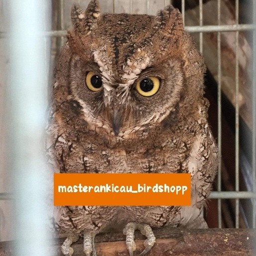 burung Burhan hantu owl jinak lalat BERKUALITAS