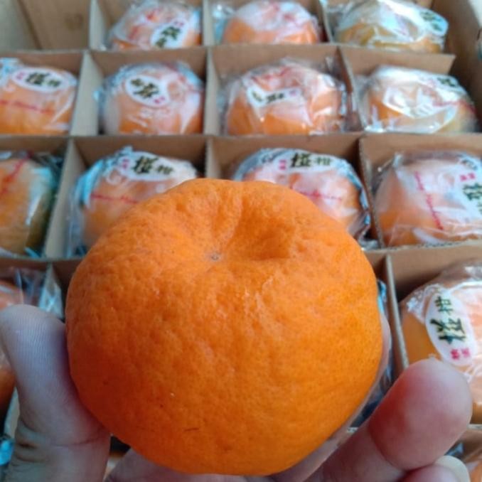 

Fgh Buah Jeruk Ponkam Taiwan Ponkan Honey Mandarin Hampers Imlek Gi Pack