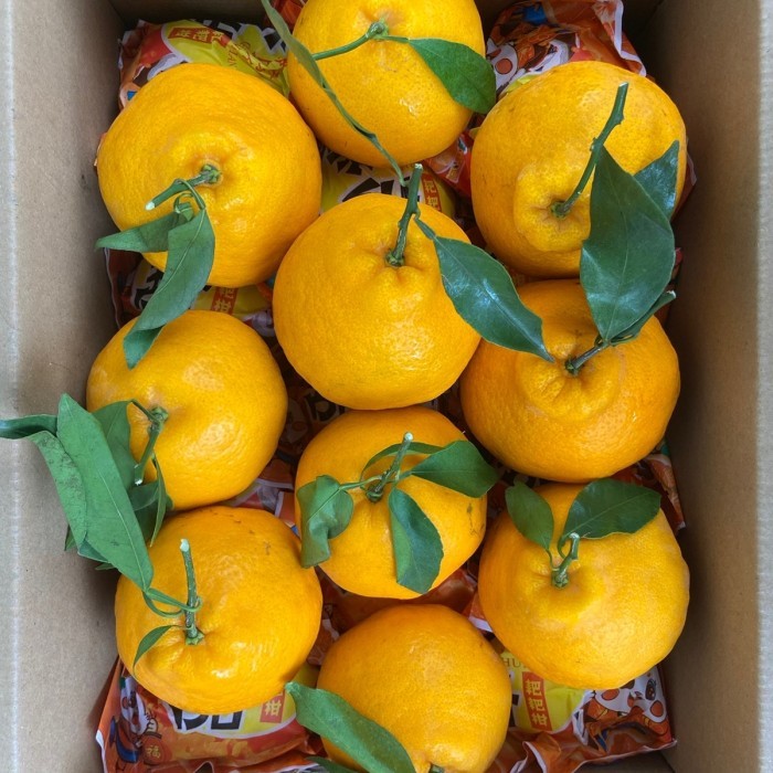 

JERUK DEKOPON /CHUNJIAN 1 BOX