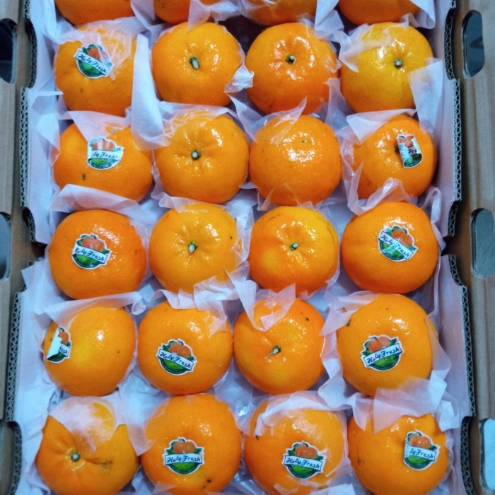 

BUAH JERUK WOKAM HOLLEY FRESH MANIS PER 1 DUS BERAT -+ 9 KG