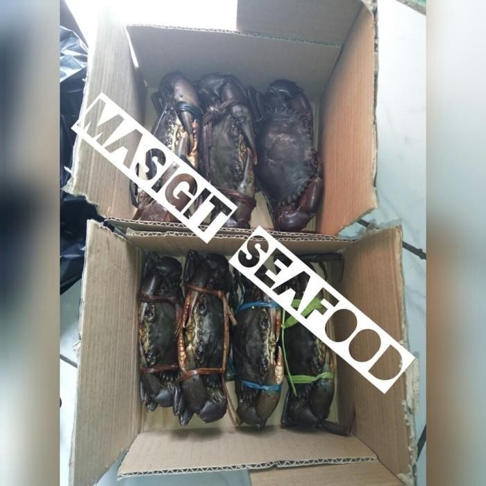 

Kepiting Fresh / Hidup Isi 3 Ekor / 300 Gram Up Terbaru 100 % Original