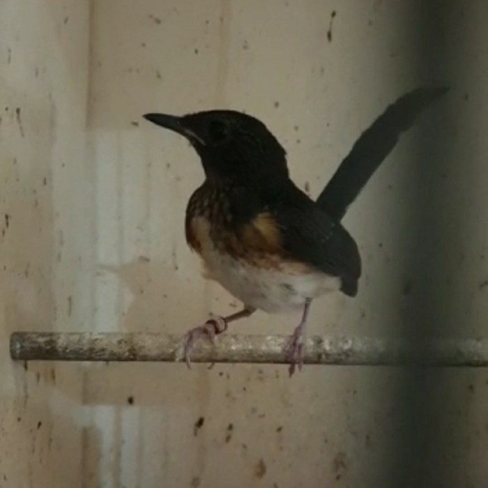 TERBARU Murai Batu trotol Gambling