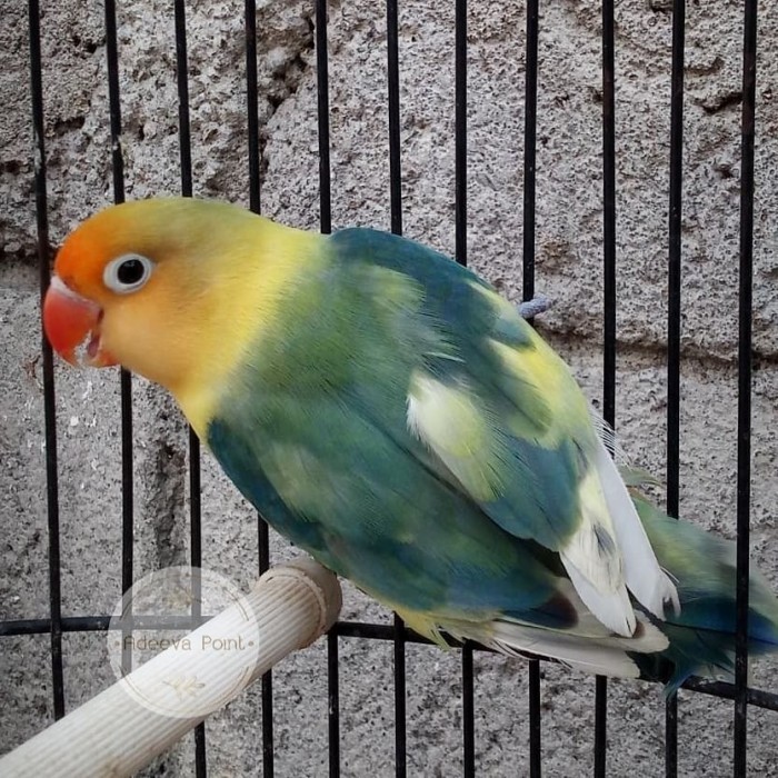 TERBARU Burung Lovebird Pb Pied Dewasa Jantan Pb Dompied HOT SALE