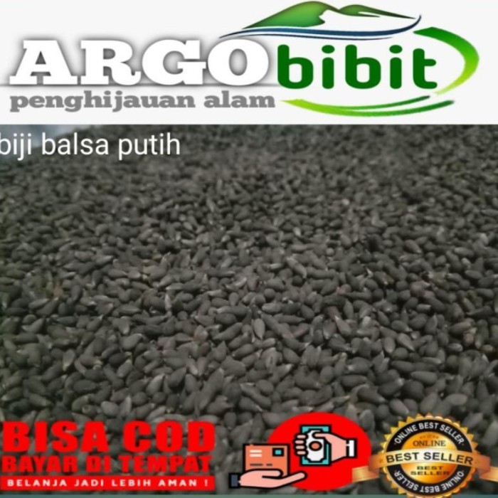 

BIJI BALSA PUTIH ASLI SUPER UNGGUL UKURAN200G