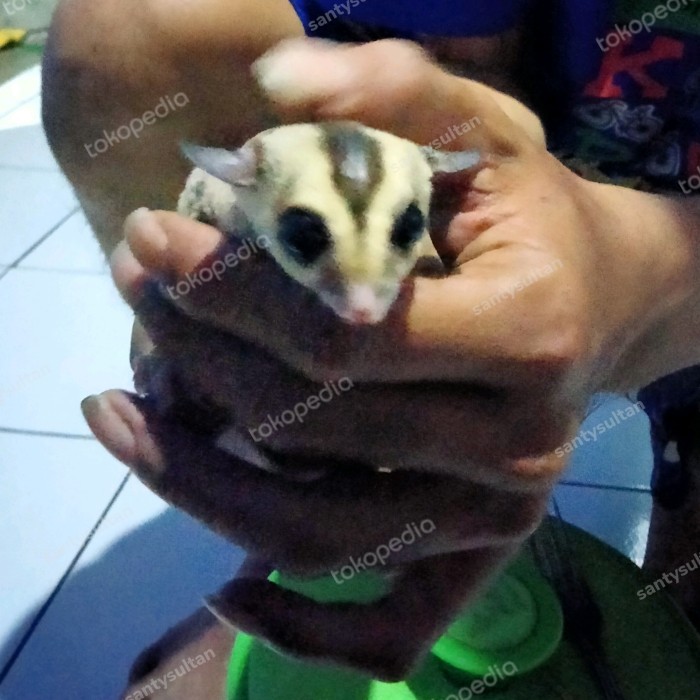 TERBARU sugar glider white face jantan indukan platinum mosaic x WF