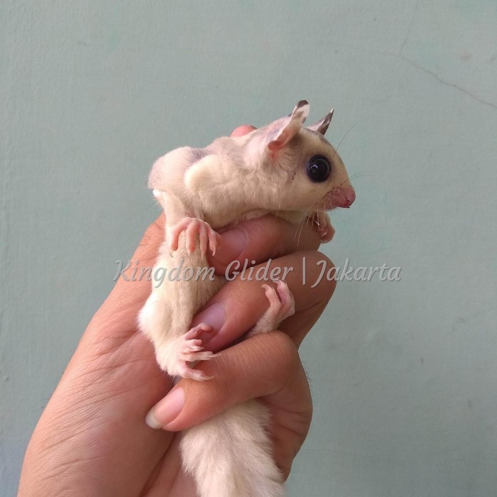 TERBARU Baby Joey Sugar Glider WF Mozaik het Platinum BISA GRAB