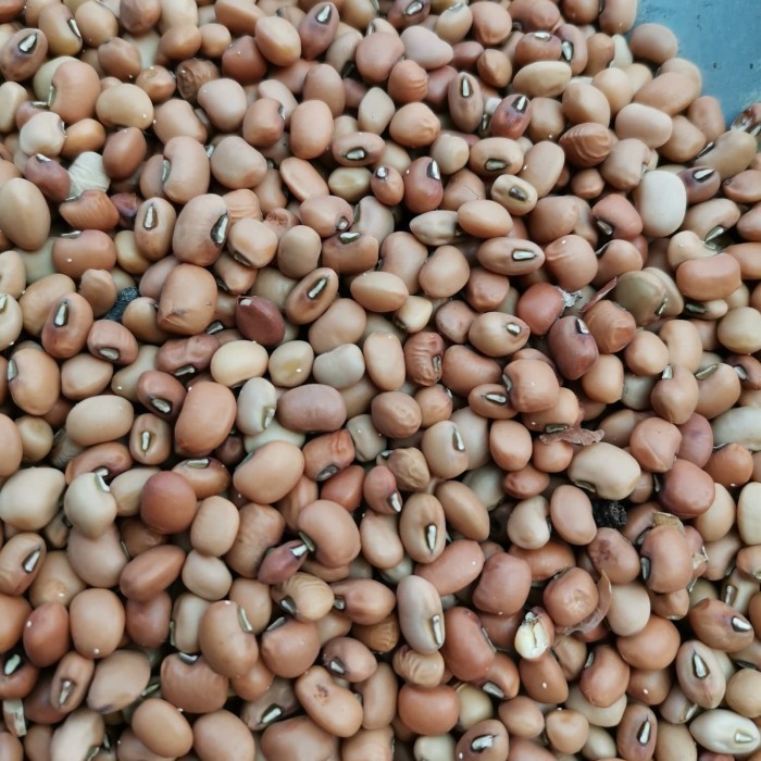 

KACANG TOLO / TUNGGAK 25KG