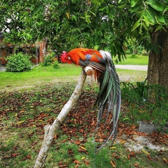 ayam onagadori hias - Ayam Hias Onagadori Asli Anakan