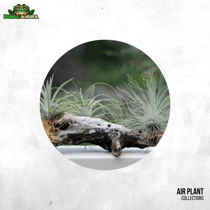 Tanaman Vivarium Tillandsia - Air plant