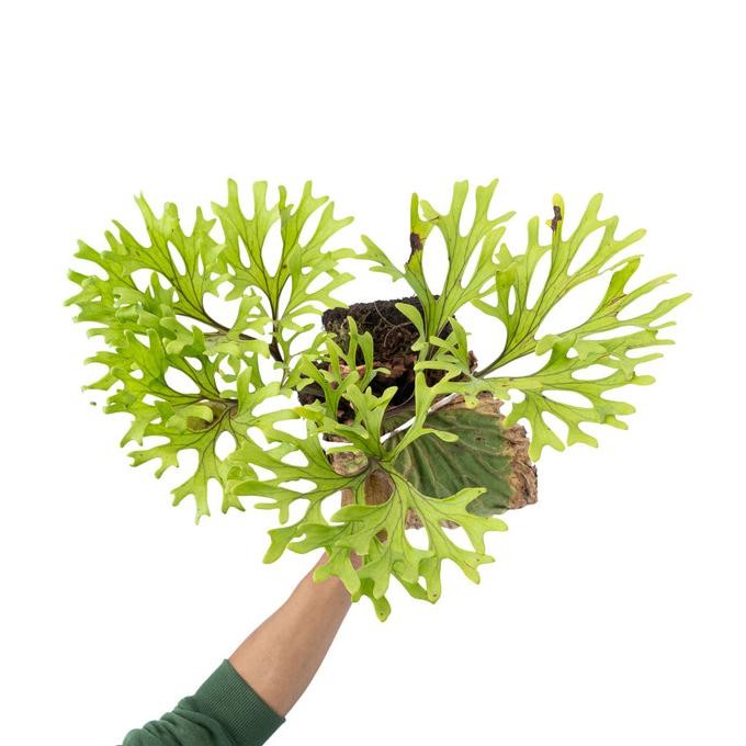 Tanaman Hias Aroid Tanduk Rusa Platycerium Ridleyii + Media Pakis