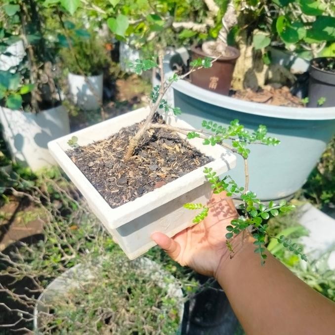 Tanaman hias bahan bonsai import id . Elephant tree)/Operculicarya Decaryi Tanaman import unik langk