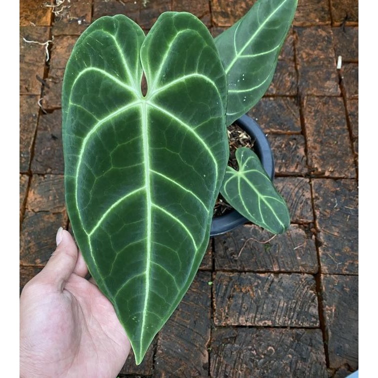 anthurium regale peru, tanaman hias ukuran remaja