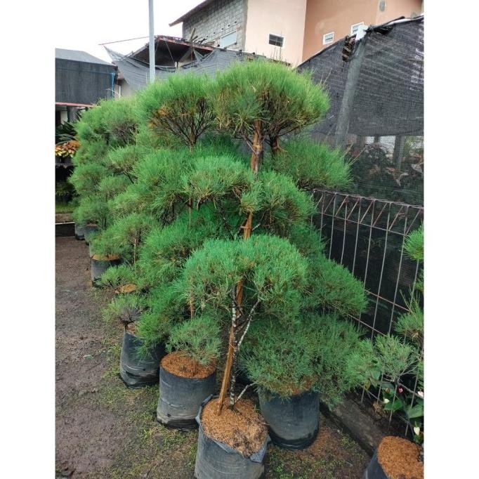 Tanaman Hias Cemara Udang 2 Meter Bonsai - TitipBibit