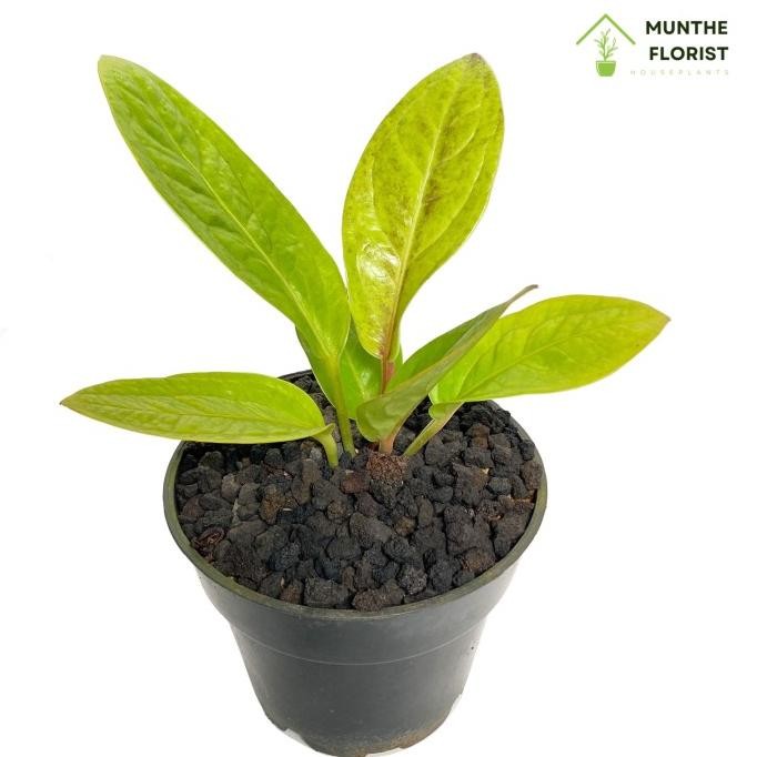 Tanaman Hias Anthurium Jemani Golden Indoor Outdoor Houseplant