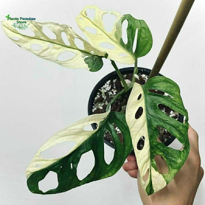 Monstera adansonii variegata jepang - tanaman janda bolong varigata