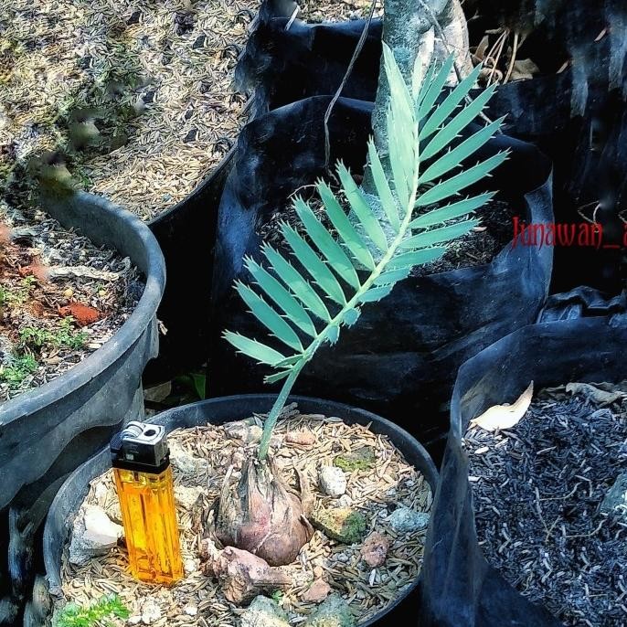 Tanaman hias unik sikas encephalartos blue